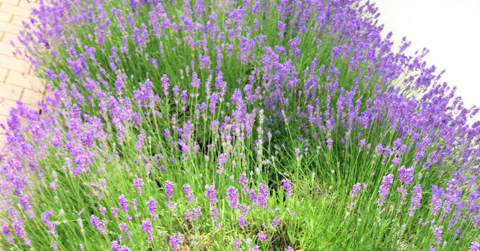 Lavendel für Entspannung